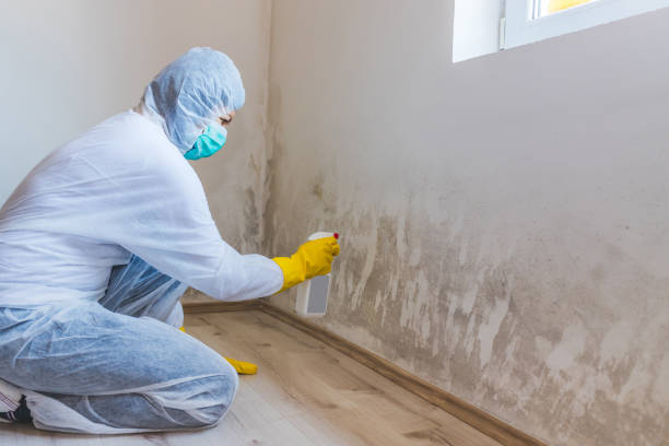 Licensed Mold Remediation service in Downingtown, PA - WQB Mold Removal